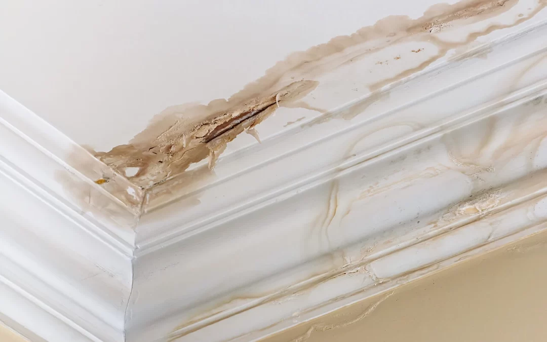 Beyond Dampness: Exploring the Root Causes of Mold in the Home and How to Tackle Them