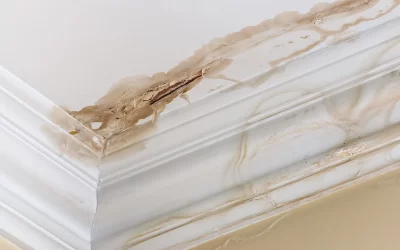 Beyond Dampness: Exploring the Root Causes of Mold in the Home and How to Tackle Them