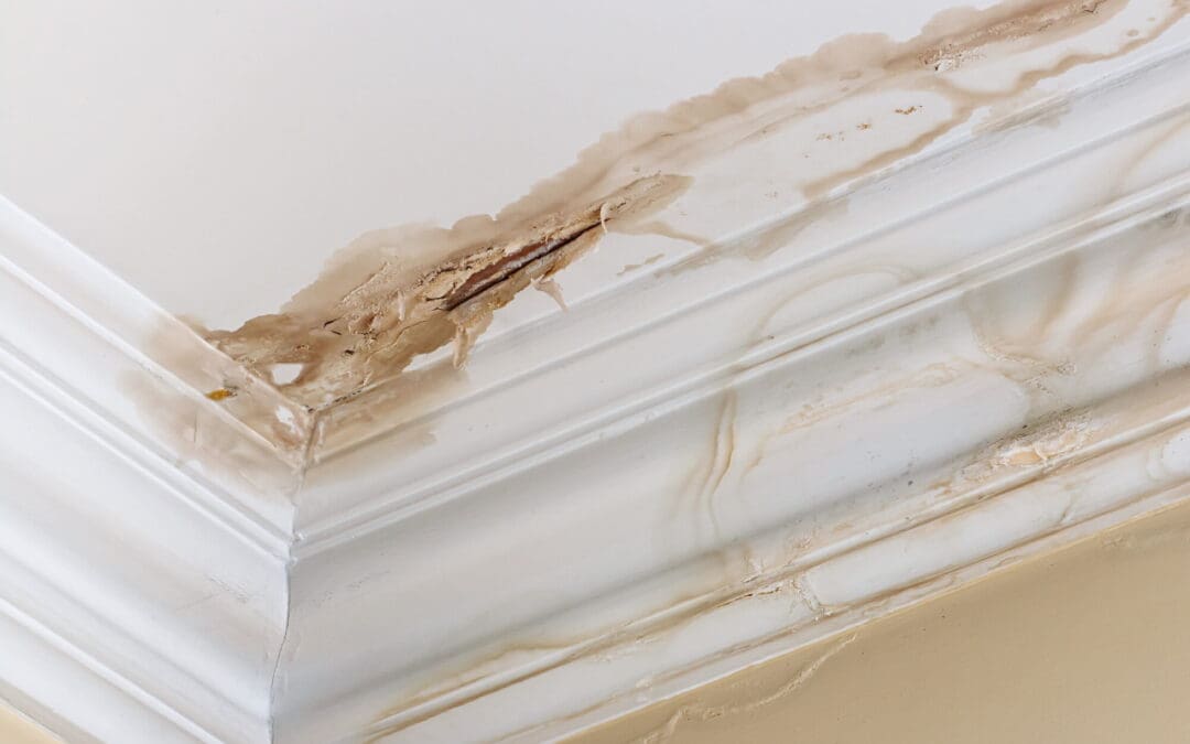 Damp Dangers: Conquering Moisture Problems in Your Home