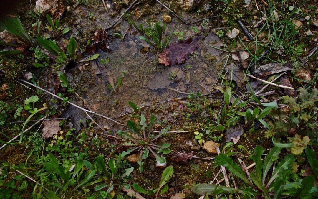Improve Drainage on Your Property